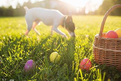 dog-easter-egg-hunt2