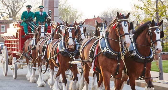 warm-springs-ranch-clydesdales